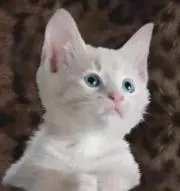 catpowerの画像