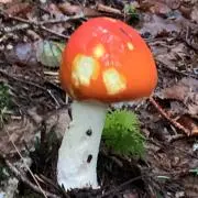 バンコの画像