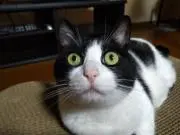 はっちゃんママ