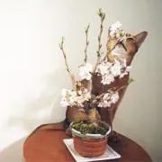N.mの画像