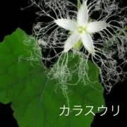 小神様