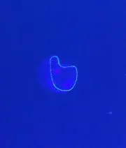 ★ダイキング☆の画像