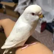 比嘉