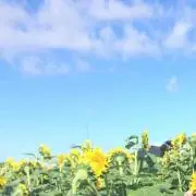 basico