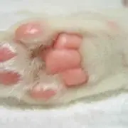 にゃんこの画像