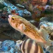 omuの画像