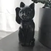 ゆきの画像