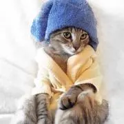 nekoの画像