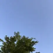 Rちゃんの画像