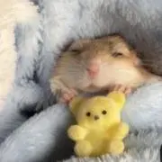 shinEJyuの画像