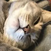 しんの画像