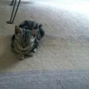 たに