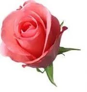 PINKROSE(介護中です)の画像