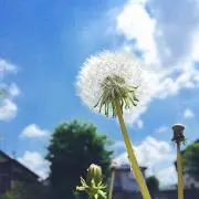 たんぽぽの画像