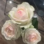 ジゼルの画像