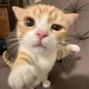 たぬきの画像