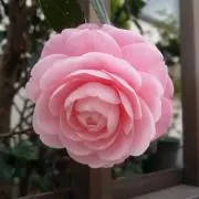 Roseの画像
