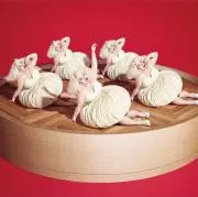 ぽにょの画像