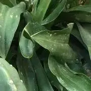 のんのんの画像