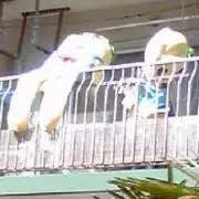 なし汁⊿ぶしゃー