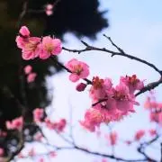 すーの画像