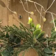 mamoの画像