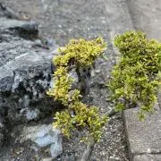 maaaの画像