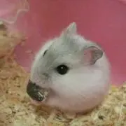 ゆか☆プロフ必読の画像