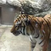 ジャン