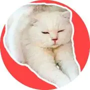 ⚠値下げ不可⚠家に猫がいます⚠の画像