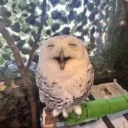 テツヤ