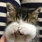 ぴな