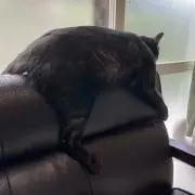 fuuuの画像