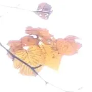 こめこ