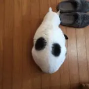 tubutubuorangeの画像