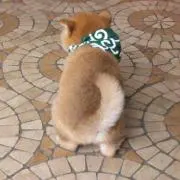 まな｜即購入OKです
