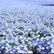 ＊はな＊の画像