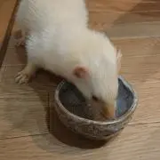 かいちゃんの画像