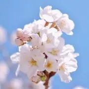 のん※プロフィール必読の画像
