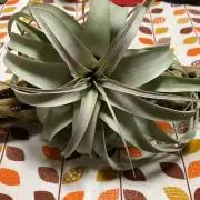 Mikoの画像