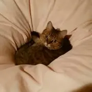 みぃの画像