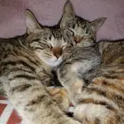にゃんちゅう