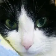 ジプニー