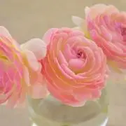 らなきゅらの画像