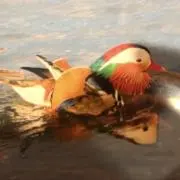 ララの画像
