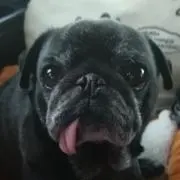 ガッツ