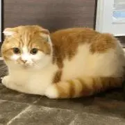 まめタロス