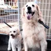 ニケの画像