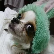 YSの画像