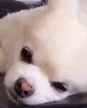 ほみ